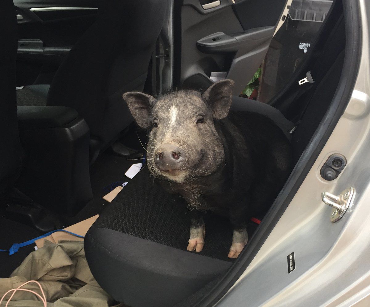Georgie the Echo Park pig